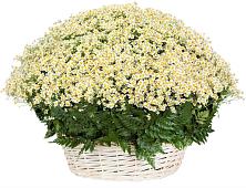 Цветочная композиция из Ромашки в корзине #REPLACE_PRED# Рождественский